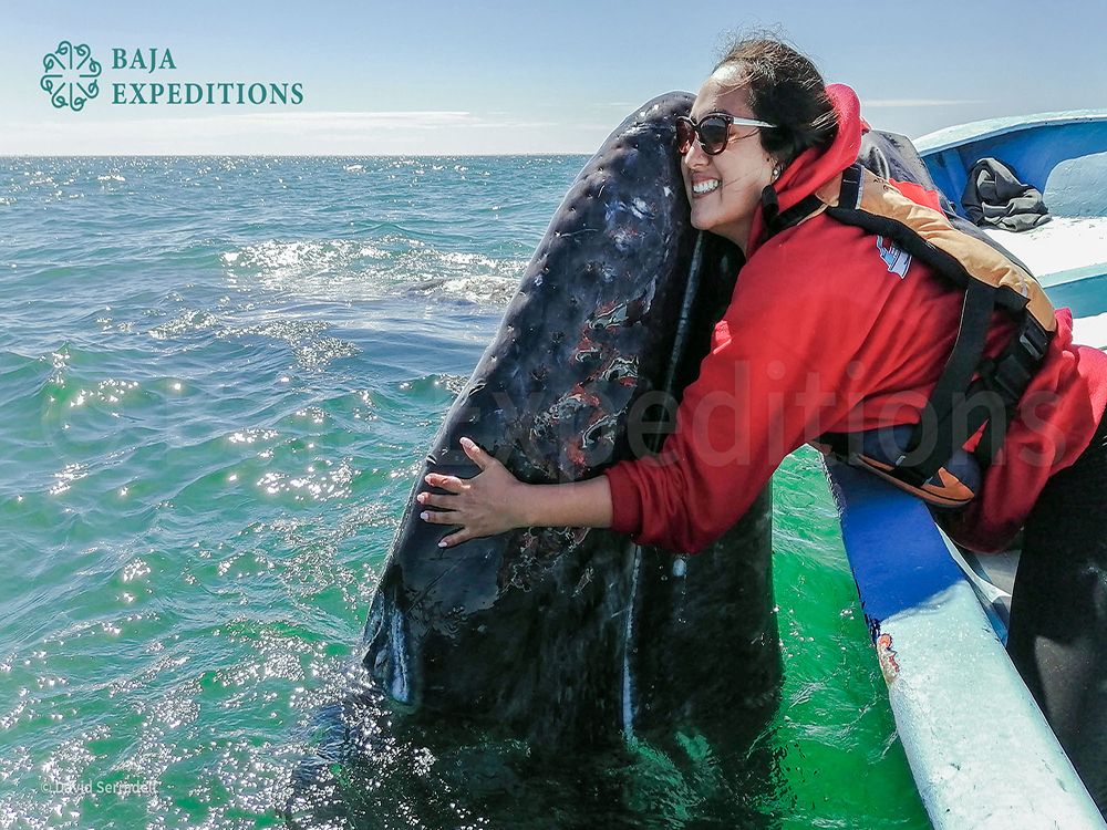 Baja Expeditions - Grauwal